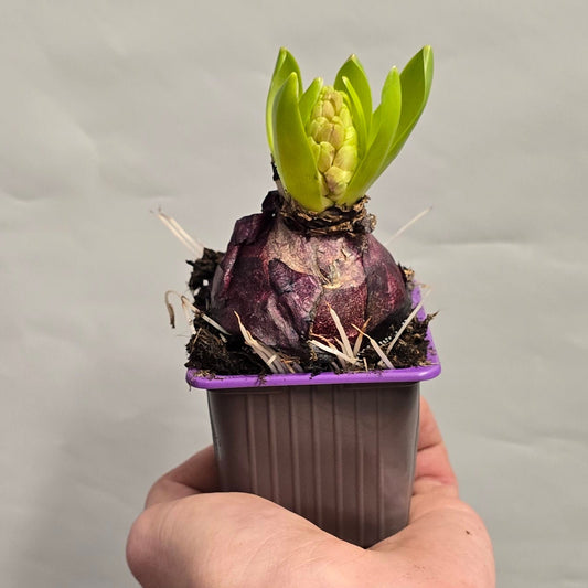 Hyacinthus Sensation - Purple & White