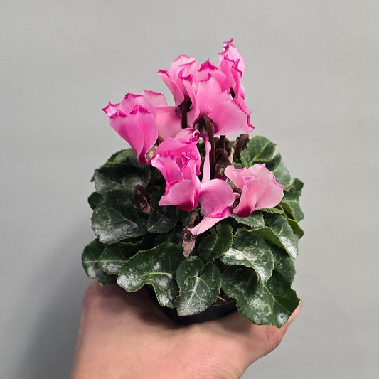 Mini - Pink Cyclamen Victoria