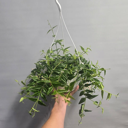 Hanging - Hoya Bella