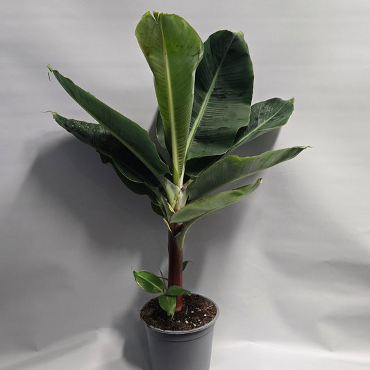 Musa Tropicana