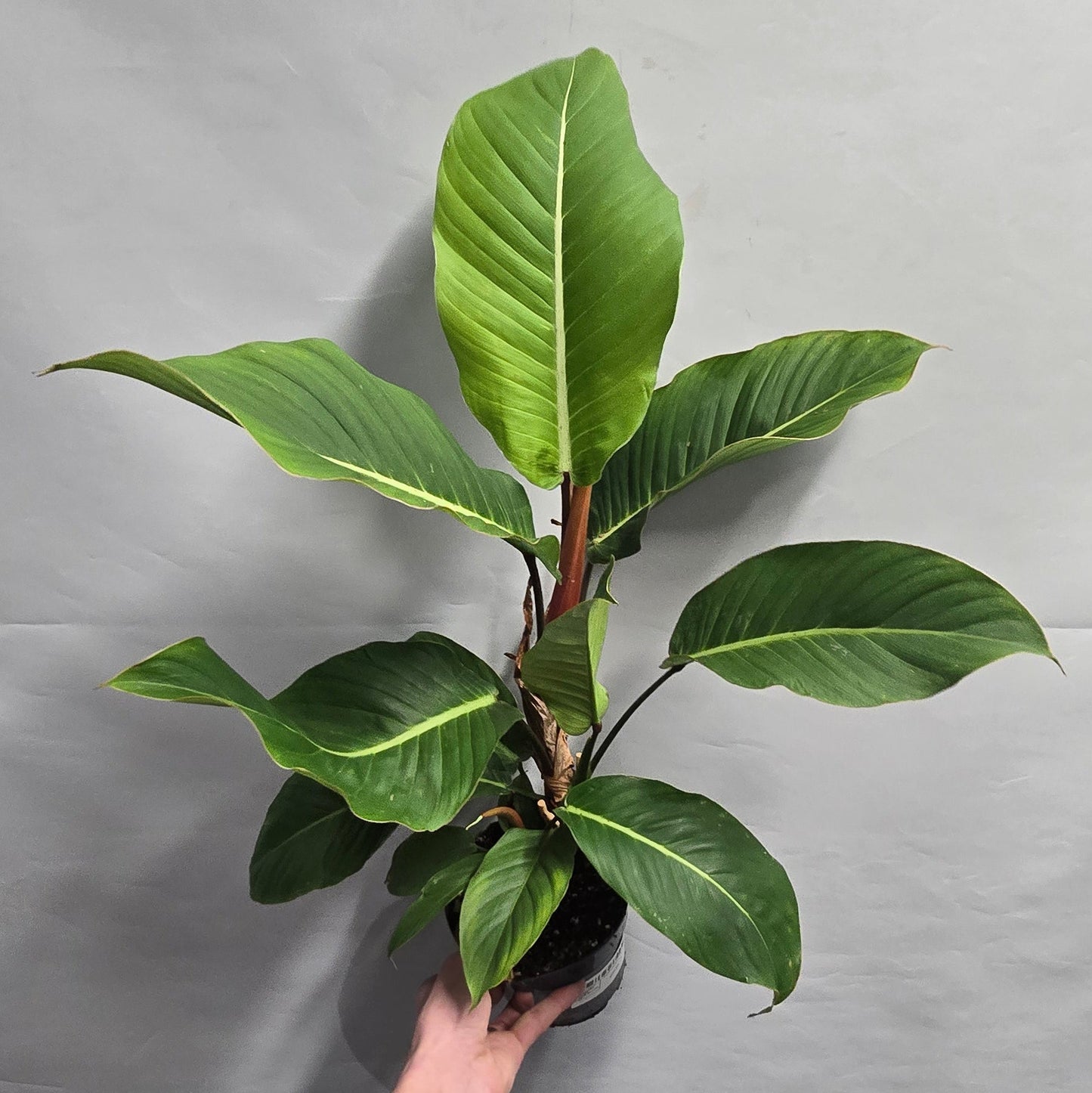 Philodendron Geniculatum - Jet Streak
