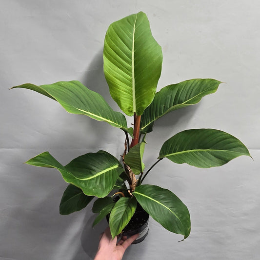 Philodendron Geniculatum - Jet Streak