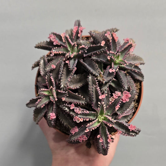 Kalanchoe - Pink Butterfly Succulent
