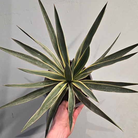 Yucca Gloriosa Variegated