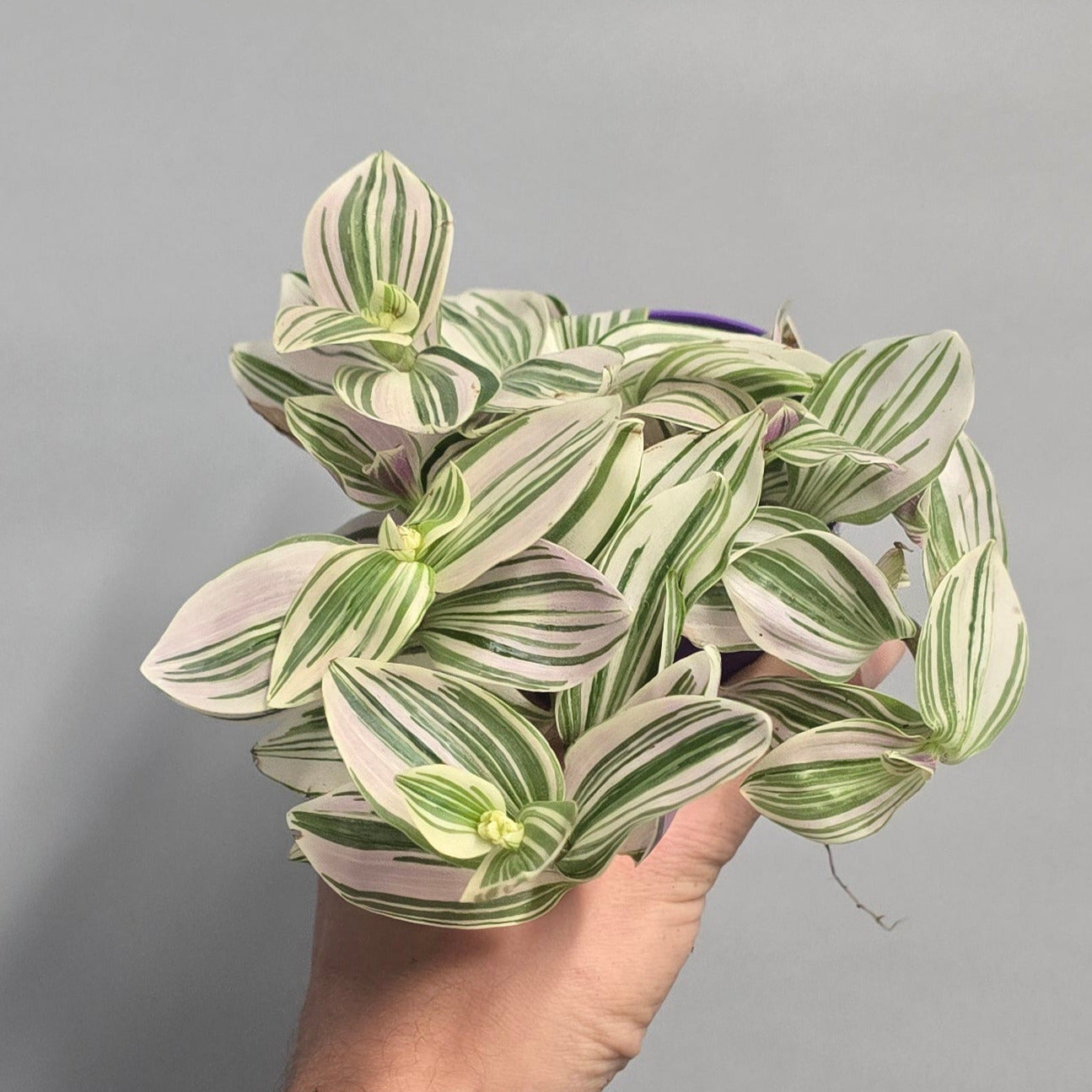 Small Tradescantia White Giant