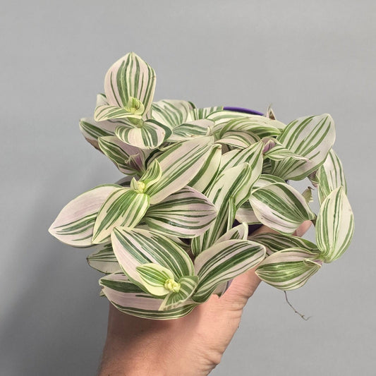 Small Tradescantia White Giant