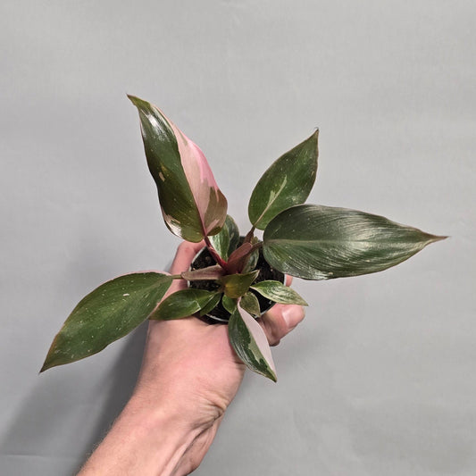 Mini - Philodendron Pink Princess