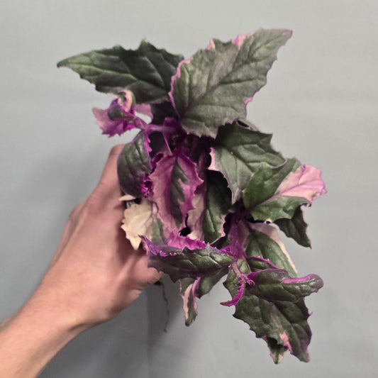 Variegated Gynura Purple Passion