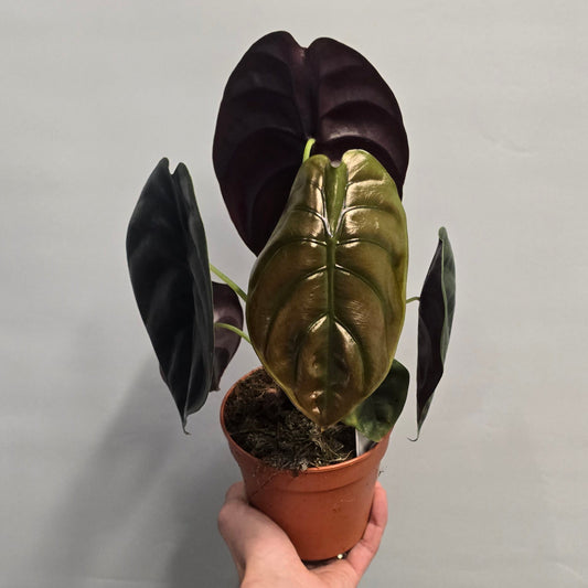 Alocasia cuprea Red Secret