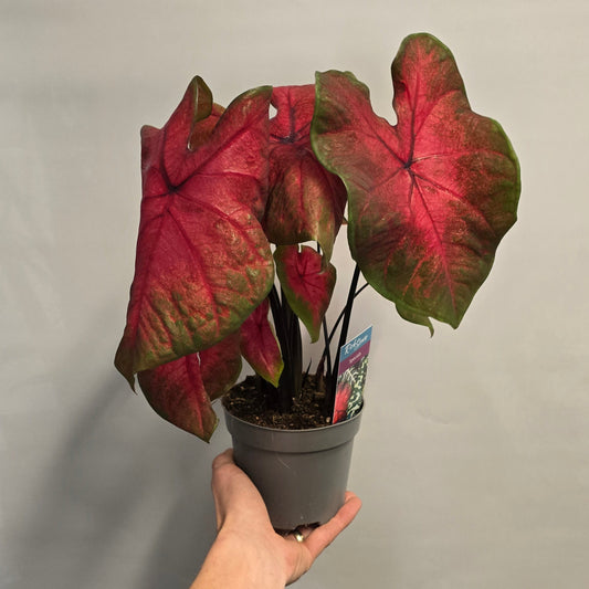 Caladium - Postman Joyner