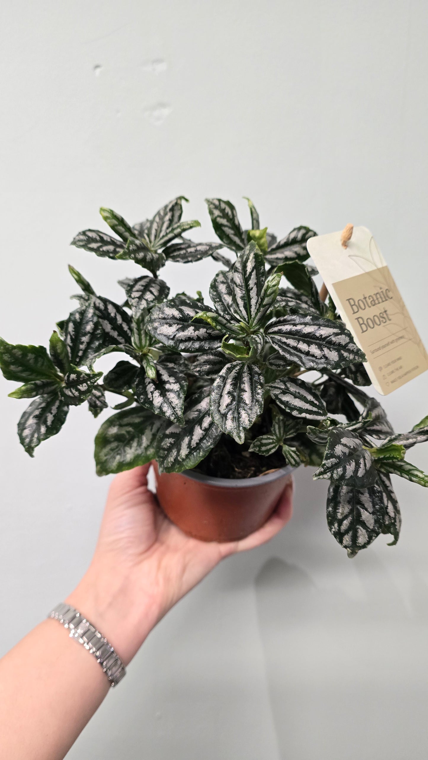 Pilea cadierei - Aluminum