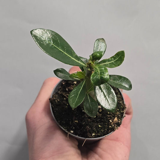 Mini Desert Rose - Adenium Woestijnroos