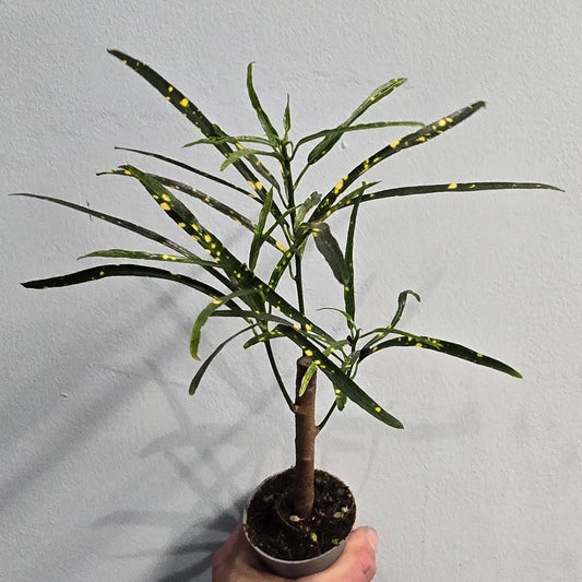 Mini Trunked Codiaeum Variegatum