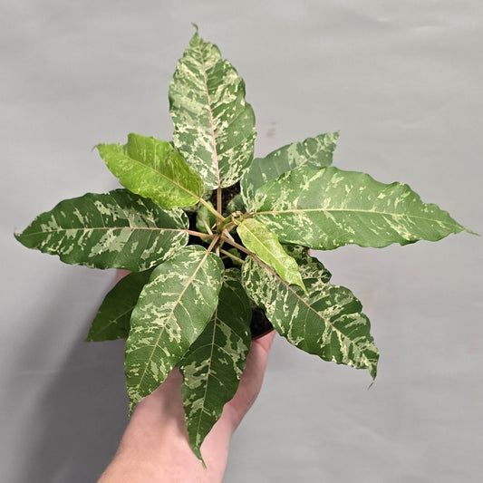 Ficus Snowstorm Variegated