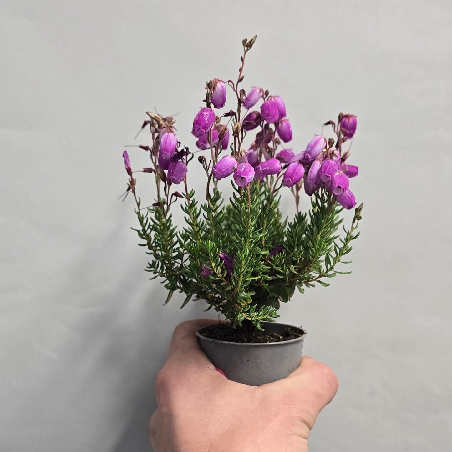 Mini - Irish Heath Gardgirls