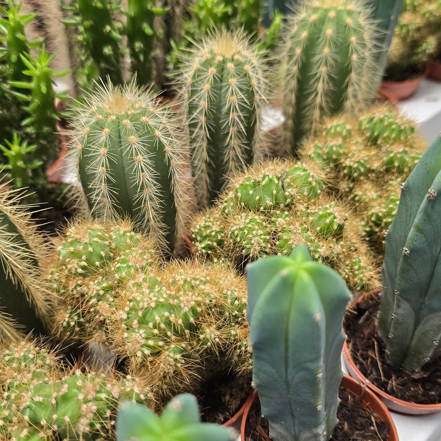 Mini Cactus - Mixed