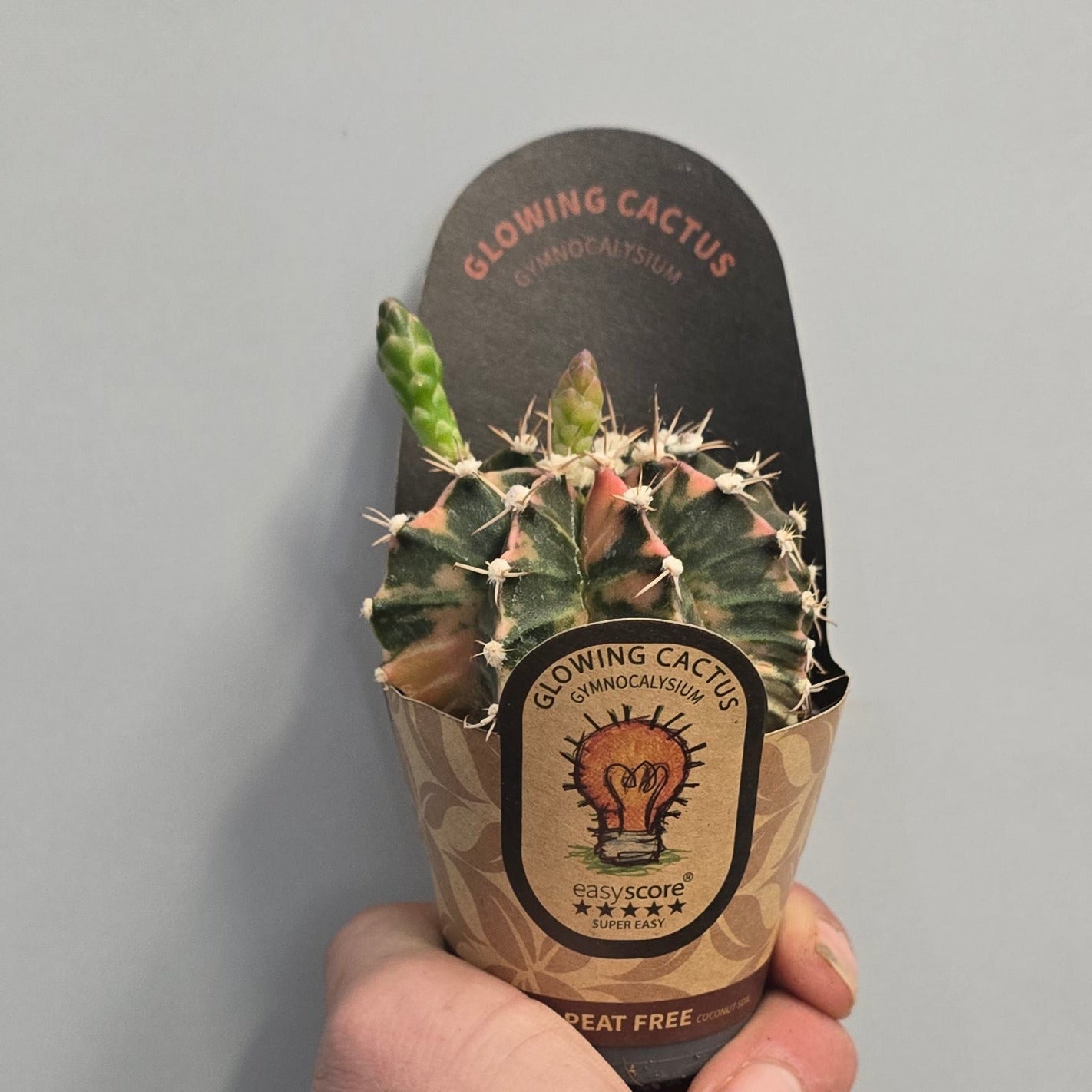 Mini - Varigated Gymnocalycum Mihanovichii Cactus