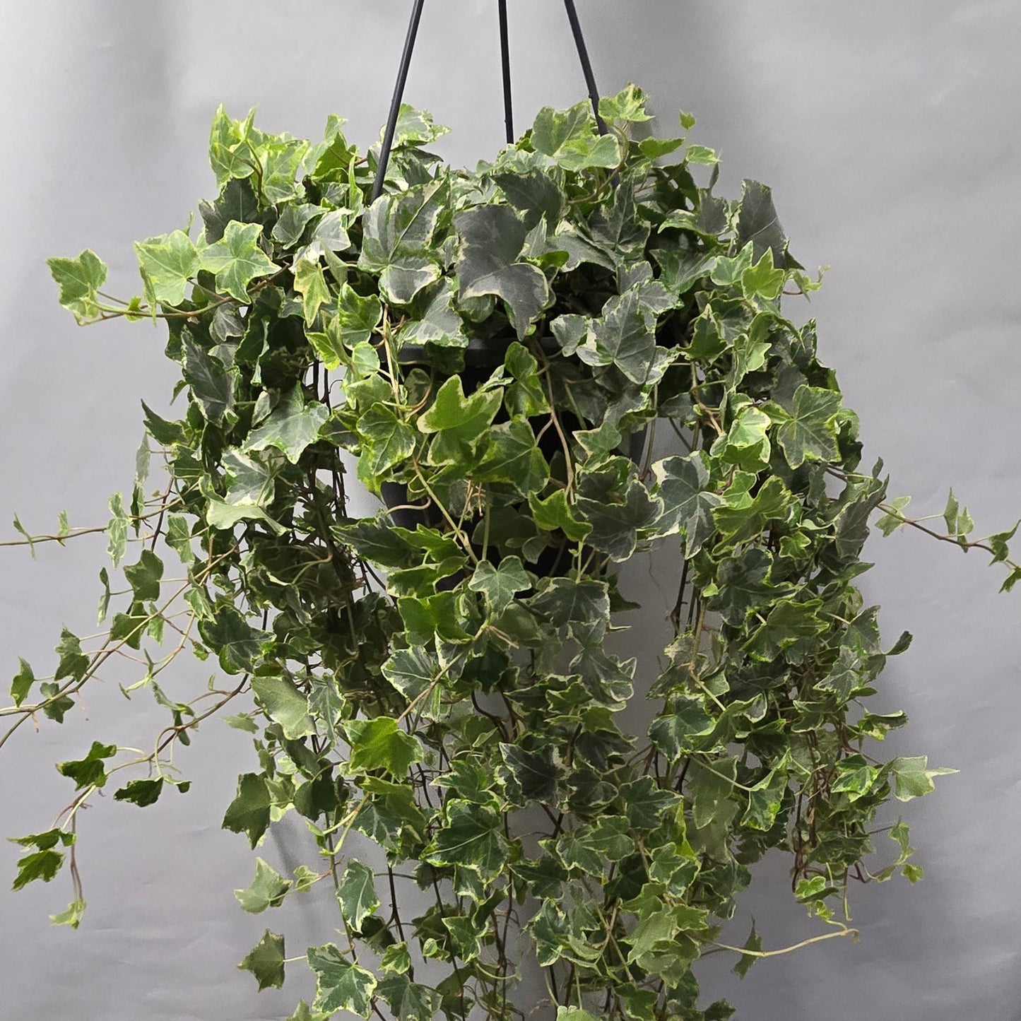 Hanging Xl Large - Mint Kolibri Helix