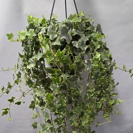 Hanging Xl Large - Mint Kolibri Helix