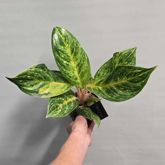 Aglaonema Peach Pearl