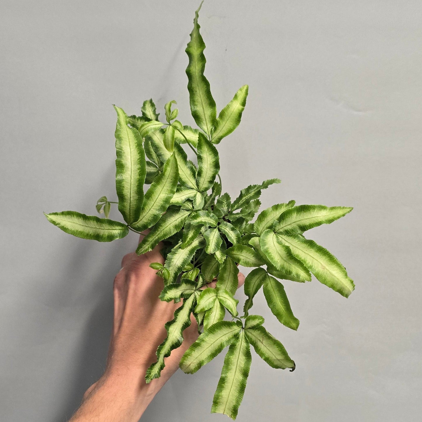 Mini - Silver Ribbon Fern
