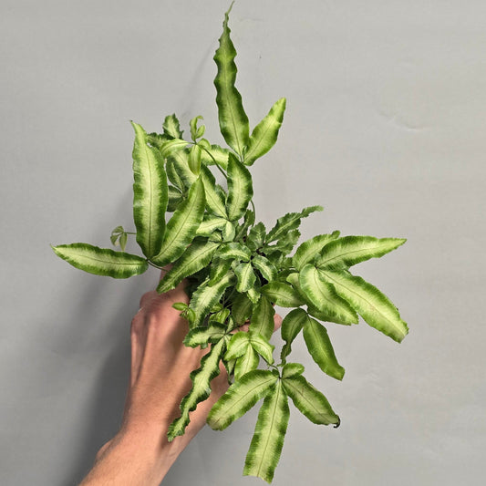 Mini - Silver Ribbon Fern