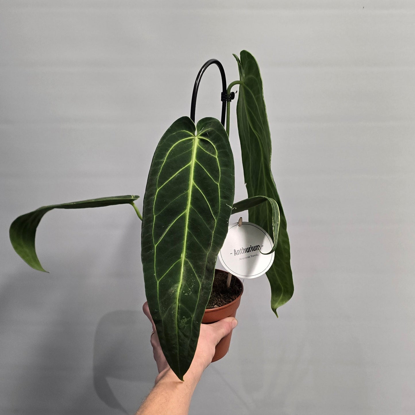 Queen Anthurium - Warocqueanum