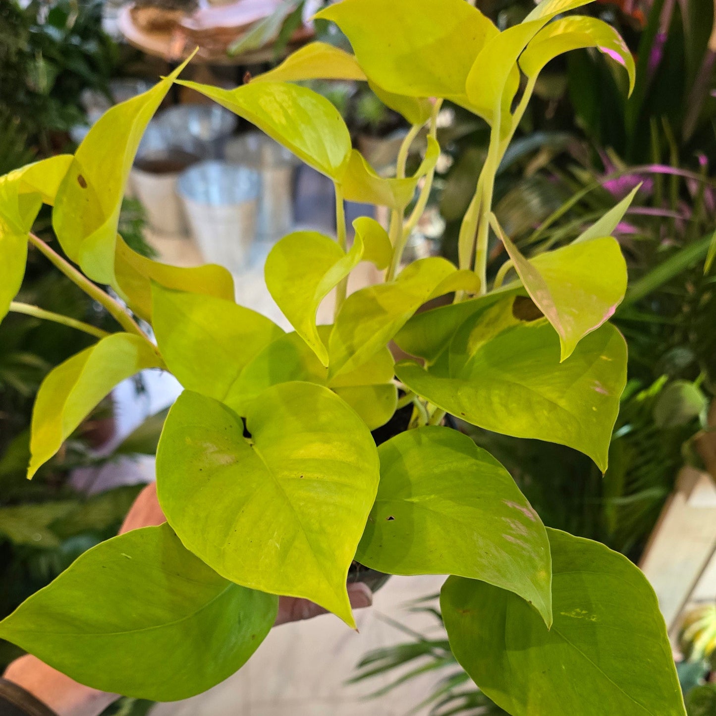 Golden Pothos