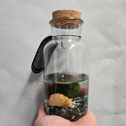 Large Marimo Moss Ball - In Glass Jar