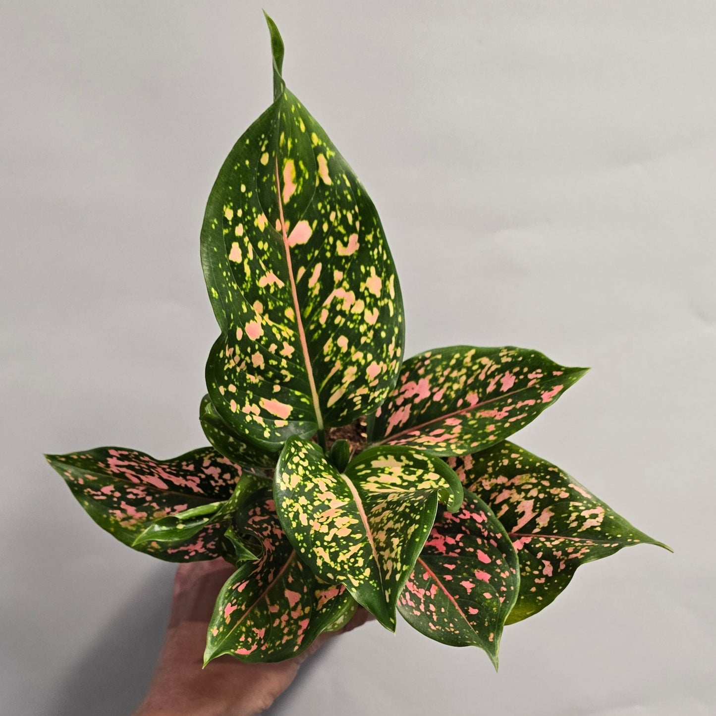 Aglaonema Pink Leopard