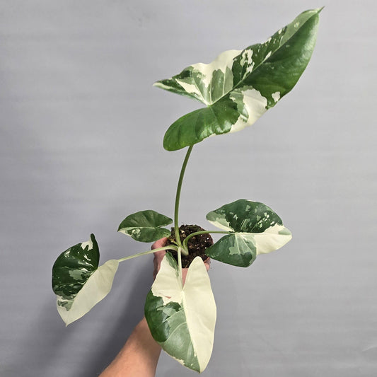 Alocasia Macrorrhiza Variegata