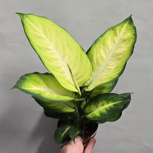 Dieffenbachia Sublime