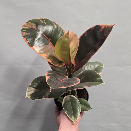 Ficus Belize Pink