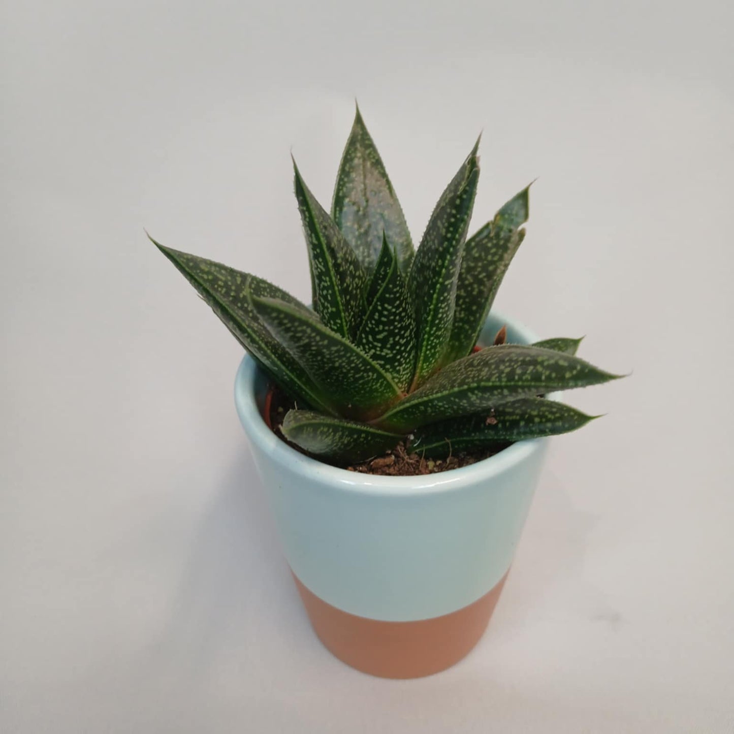 Mini Succulents & Pot - Mixed