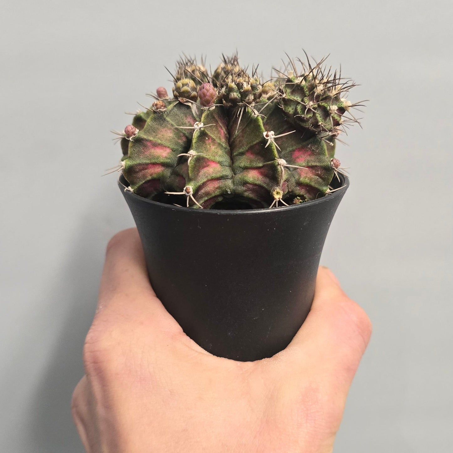 Mixed - Gymnocalycum Mihanovichii Cactus Variegated
