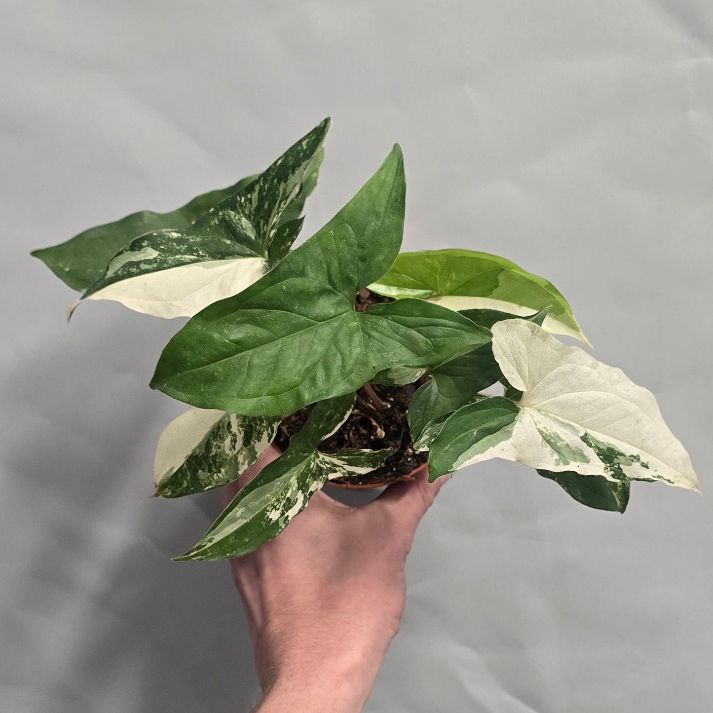 Syngonium Podophyllum Albo Variegata