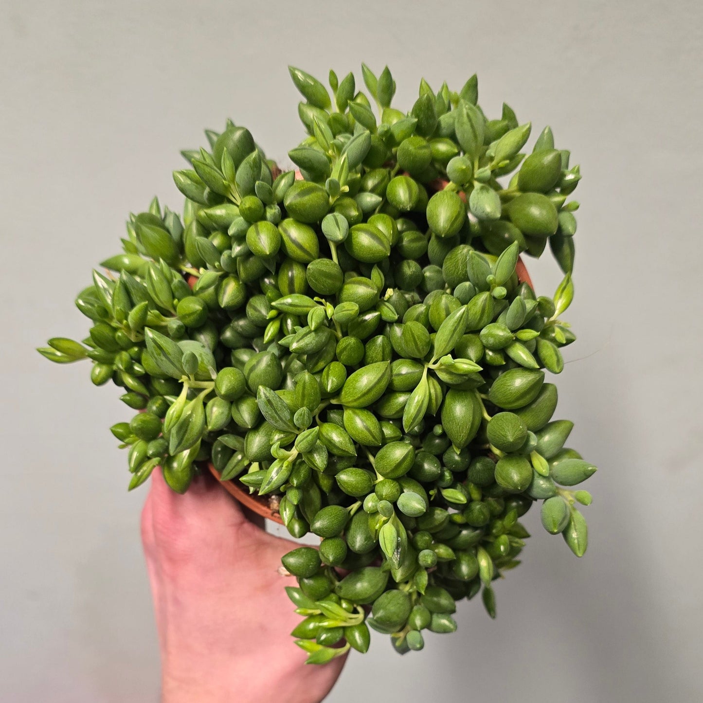 String of Pearls