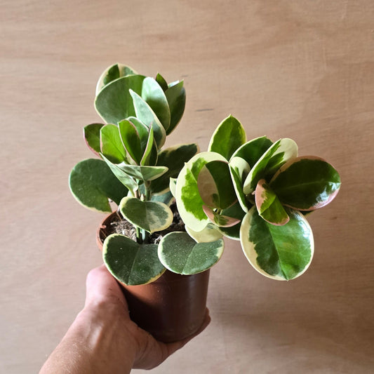 Hoya Australis Blondie