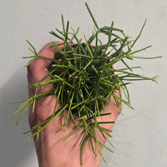 Small Rhipsalis Cactus