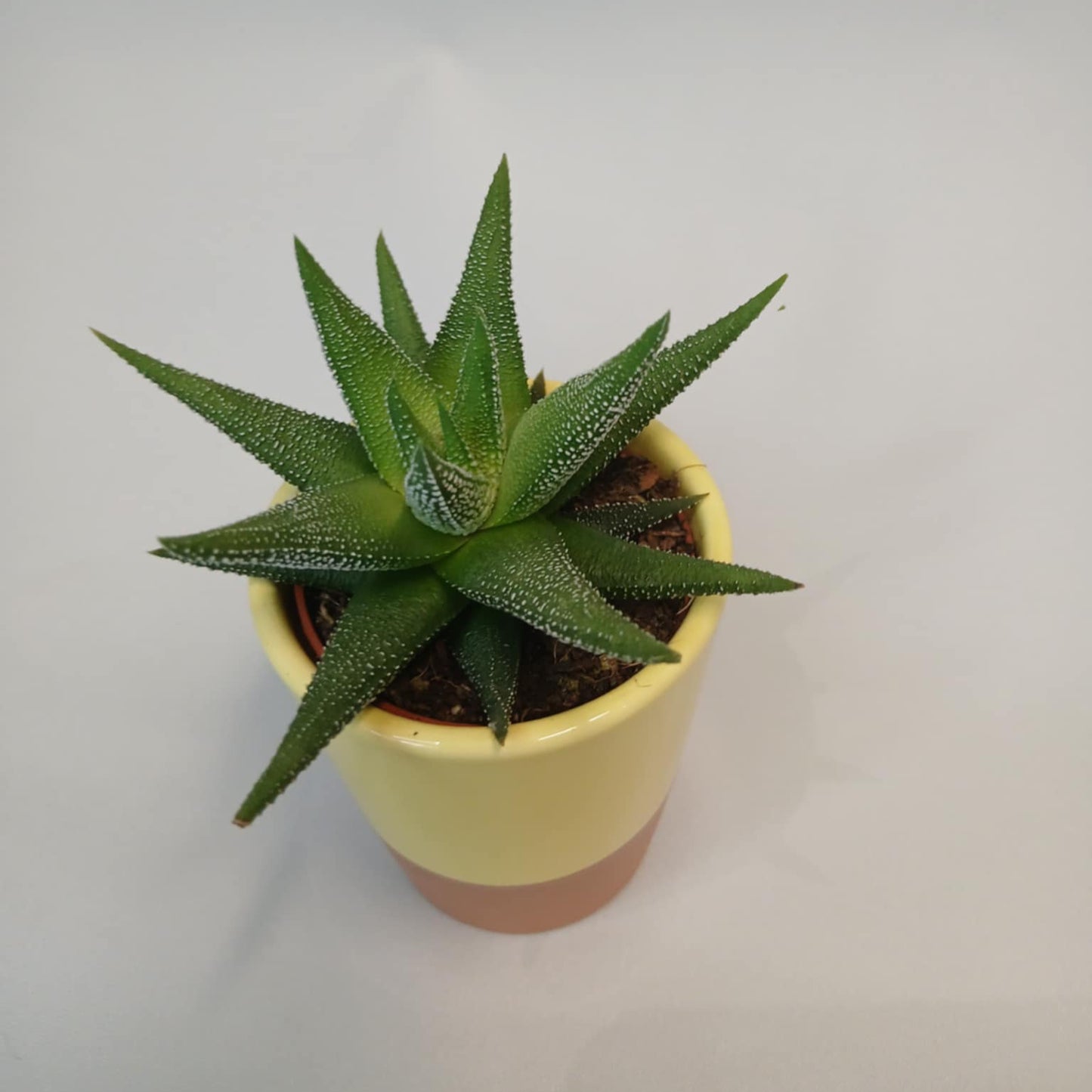Mini Succulents & Pot - Mixed