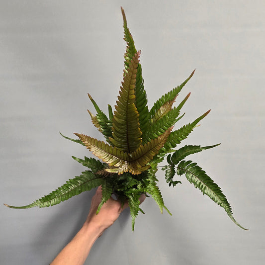 Tricolour Brake Fern