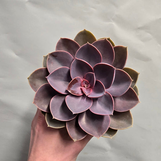 Echeveria Purple Pearl