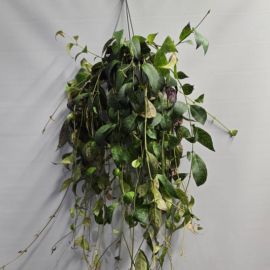 Hanging Tiger lipstick- Aeschynanthus