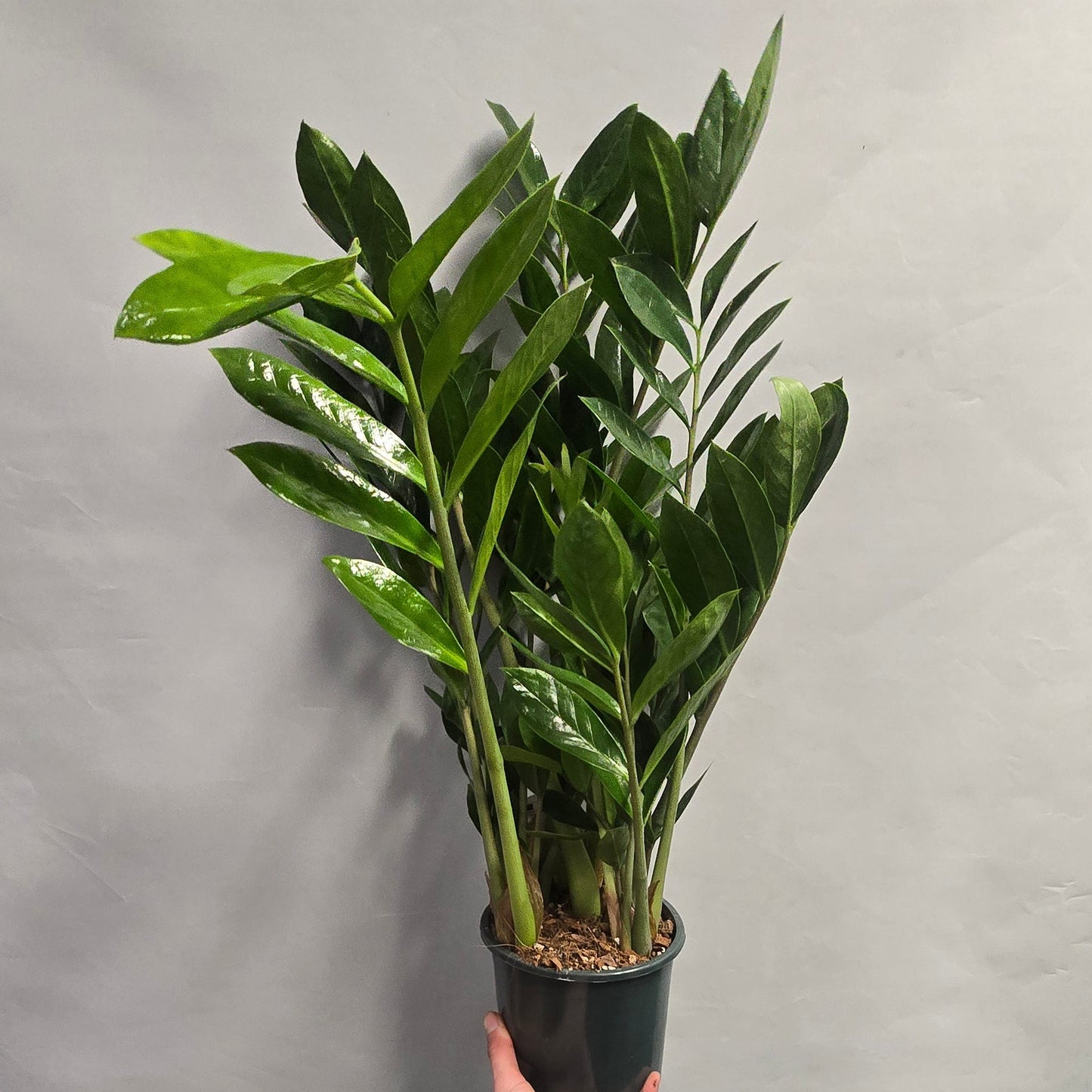 ZZ - Zamioculcas Zamifolia - 17cm Pot