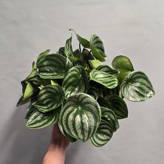 Peperomia Argyreia Watermelon