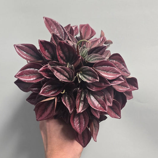 Peperomia Cayenne