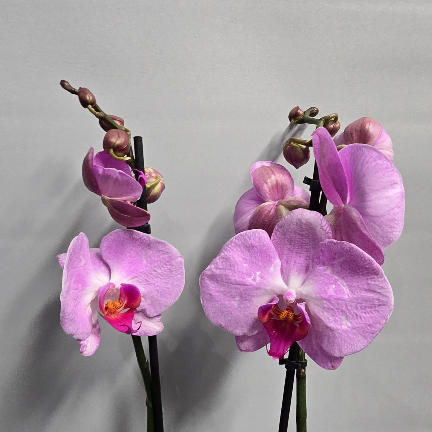 Phalaenopsis Promiss Orchids - Double Stems