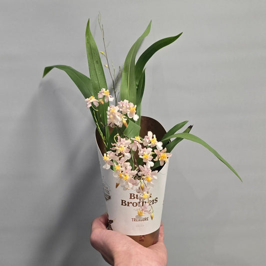 Orchid – Scented Oncidiumaby Pink