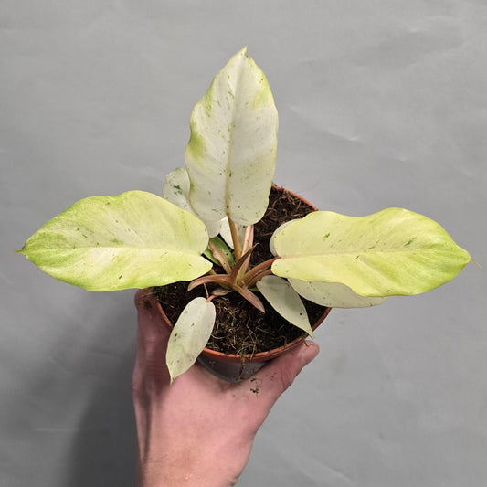 Philodendron Snowdrift