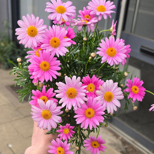 Osteospermum